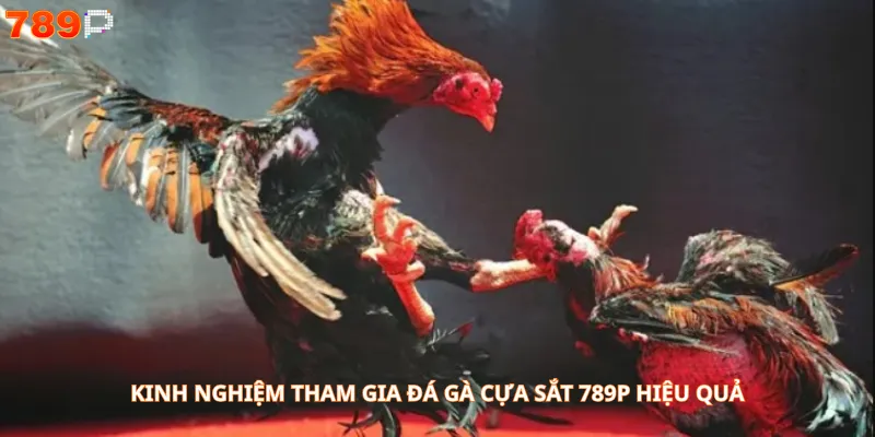 Kinh nghiệm tham gia đá gà cựa sắt 789P hiệu quả